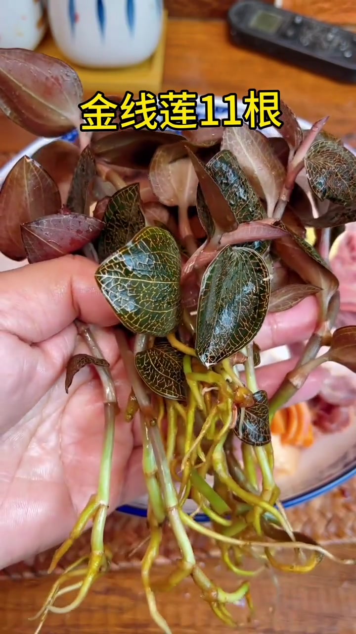 换季时水鸭炖金线莲汤别错过,快安排!