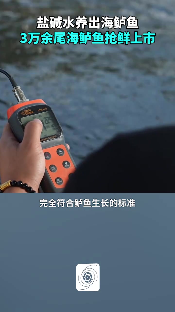 盐碱水养出海鲈鱼,新疆巴州一养殖基地3万余尾海鲈鱼抢鲜上市
