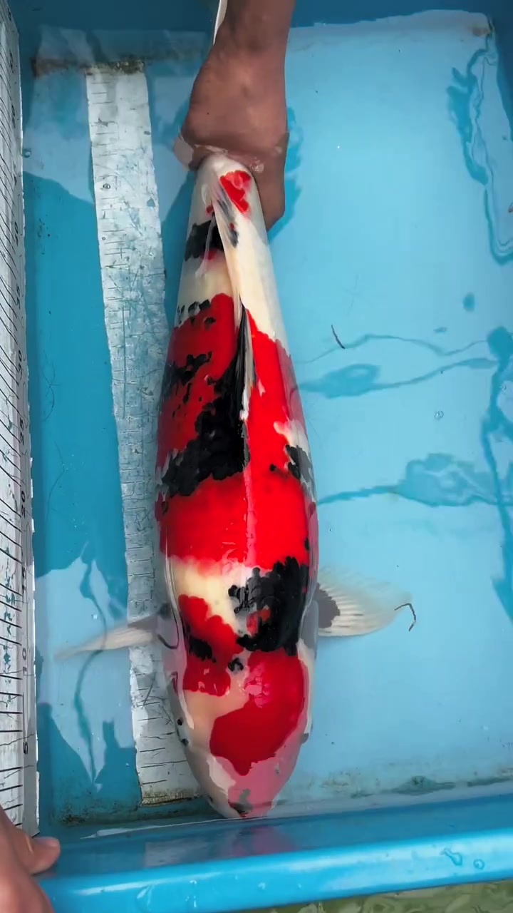 伊佐昭和,母鱼,60到65cm