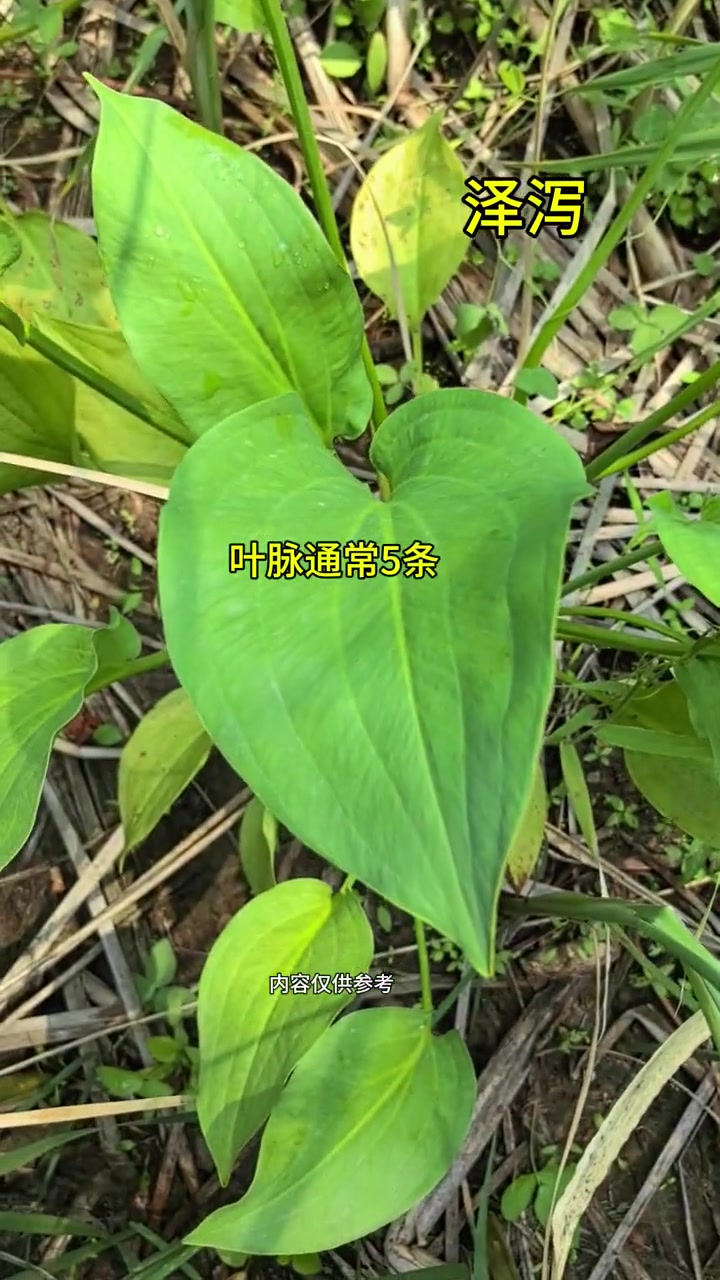植物科普中草药泽泻你知道吗