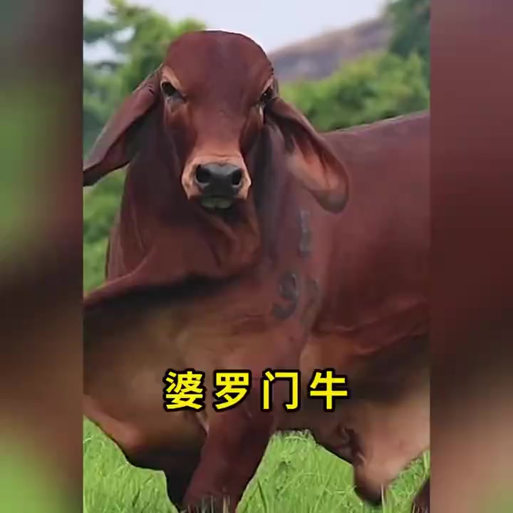 科普:婆罗门牛,外观霸气的肉牛!