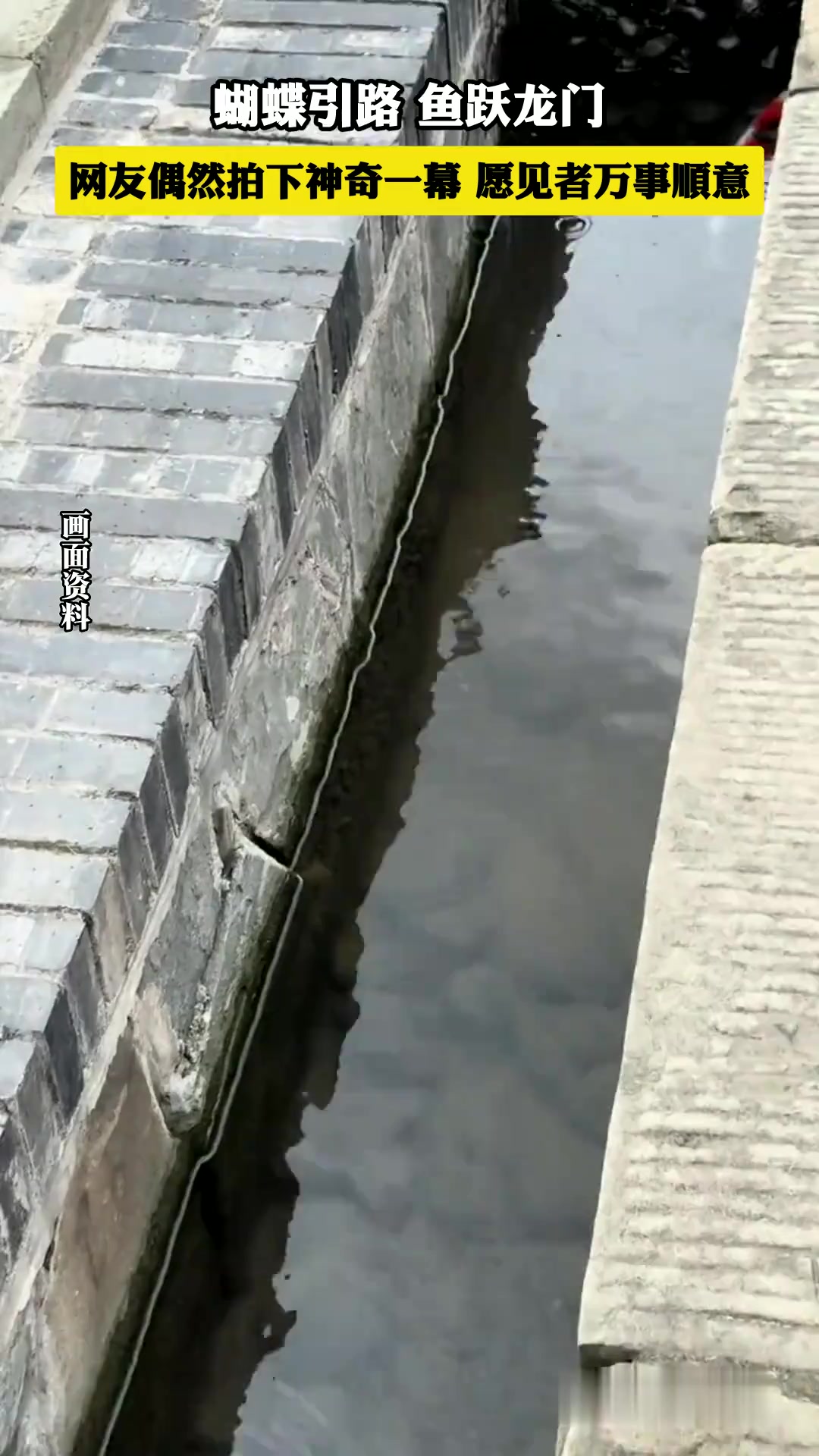 网友偶然拍下神奇一幕，鲤鱼在蝴蝶的指引下首次尝试成功跃龙门