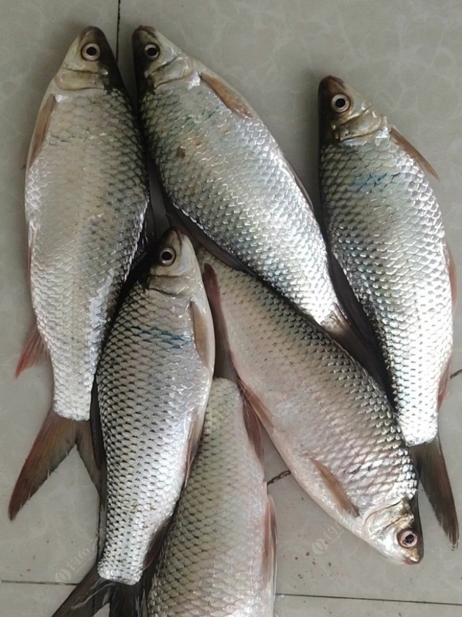 161地球众子——鲮鱼