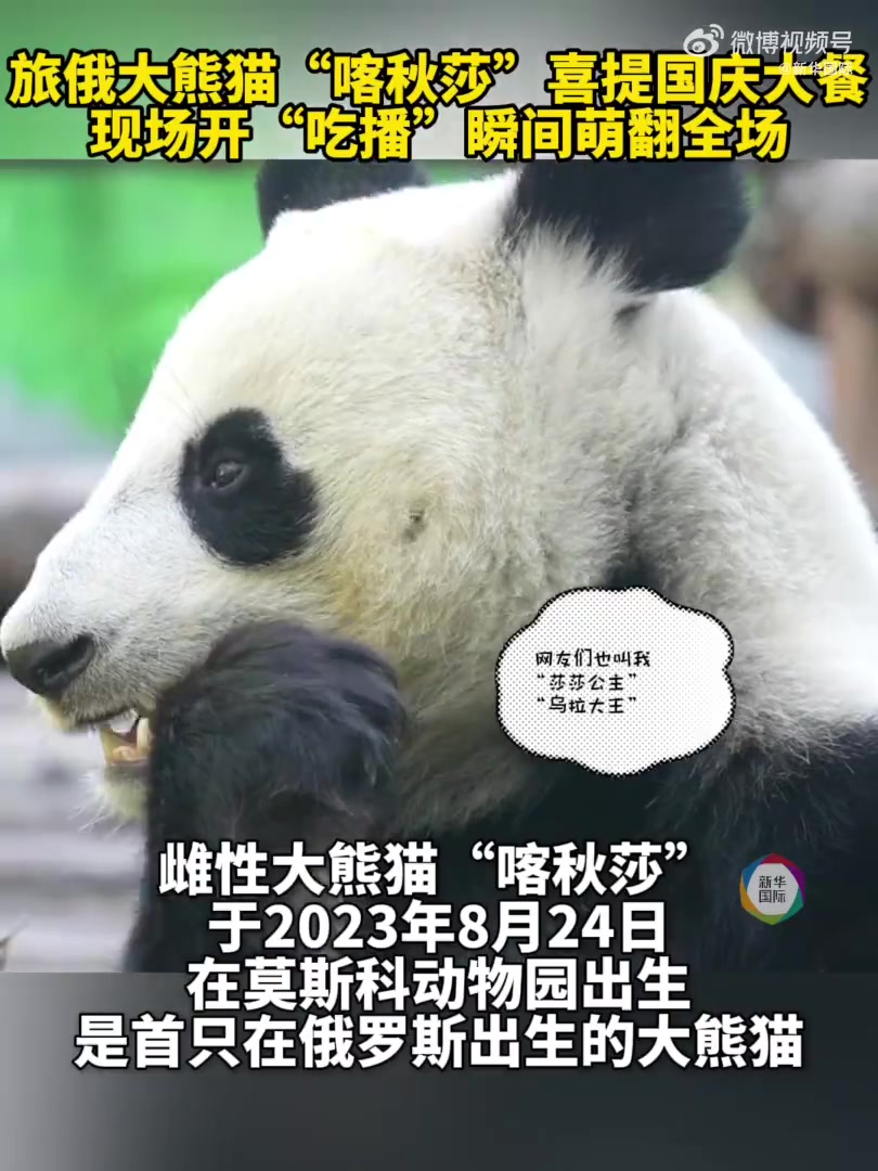 为庆祝中国国庆节,当地时间10月1日,莫斯科动物园为大熊猫“喀秋莎”精心准备了节日大餐。工