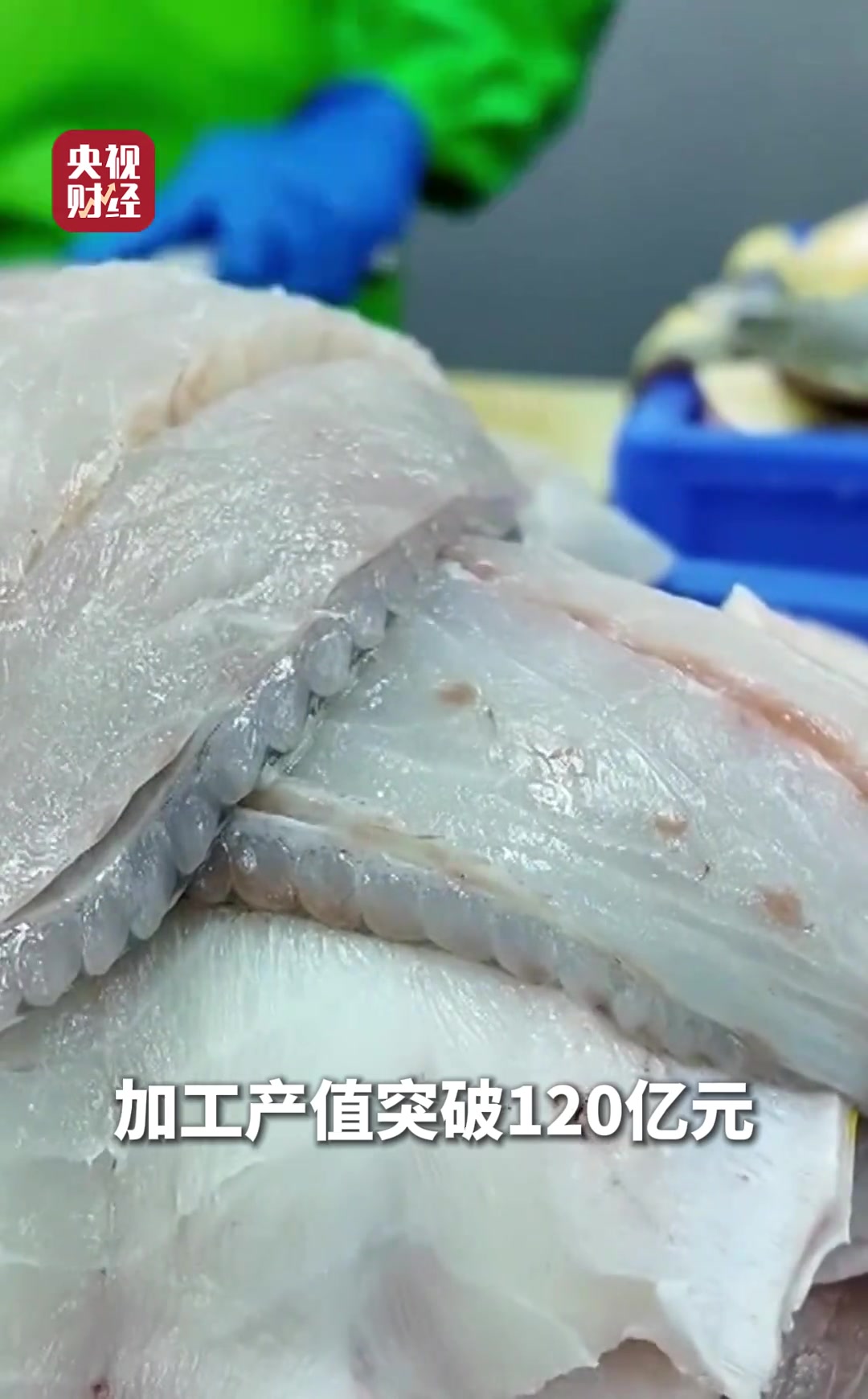 每10条大黄鱼有8条来自宁德,全国大黄鱼全产业链产值284亿元