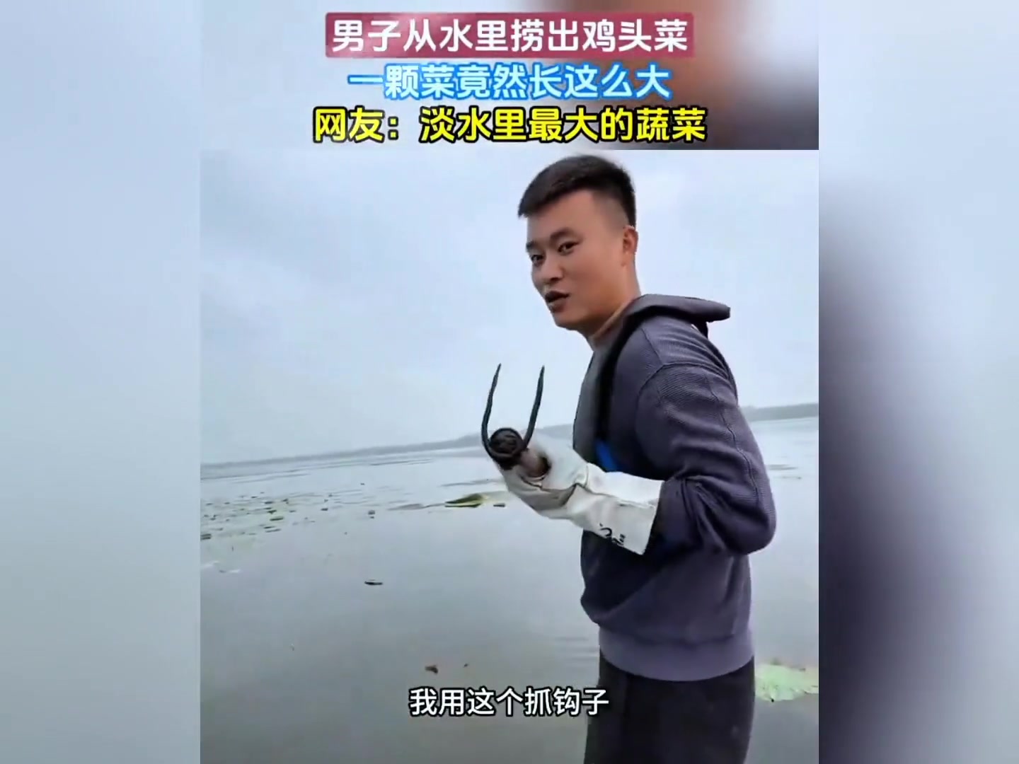 男子从水里捞出鸡头菜…网友:居然这么大!淡水里最大的蔬菜