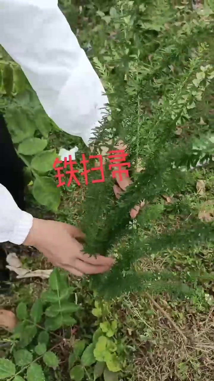 铁扫帚，夜门关，苍蝇翼，铁马鞭，三叶公母草，鱼串草……