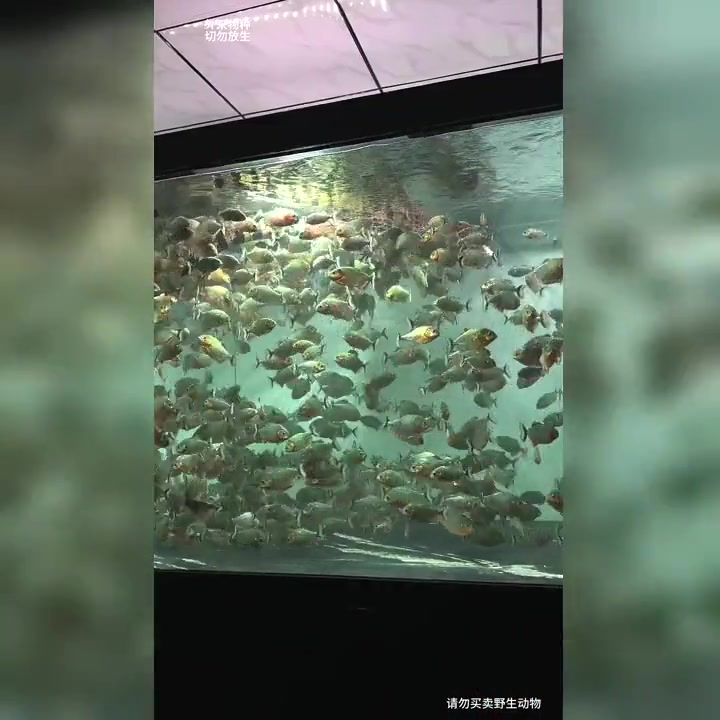 食人鱼群疯狂攻击鳄鱼,反被鳄鱼一口吞掉!