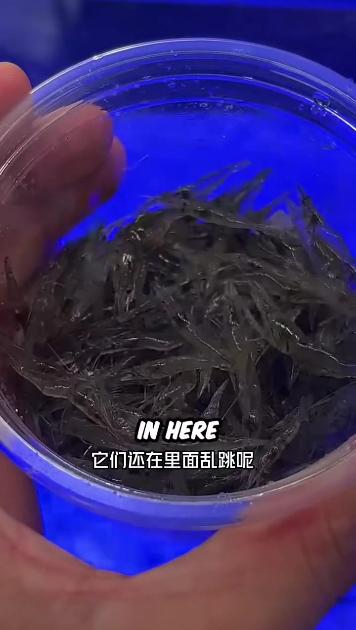 挑战泰国跳跳虾!活虾蹦嘴里的刺激谁懂啊!