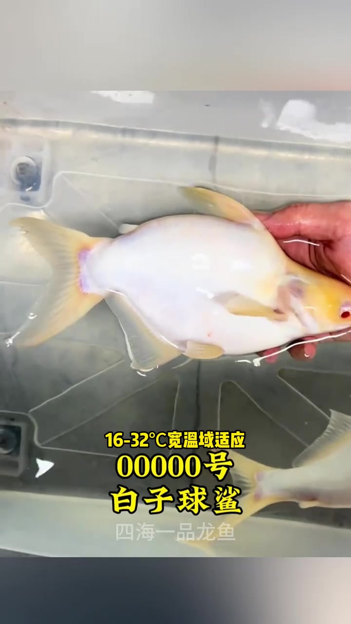 球鲨鱼 一只鱼解锁品质生活新方式 水族 观赏鱼