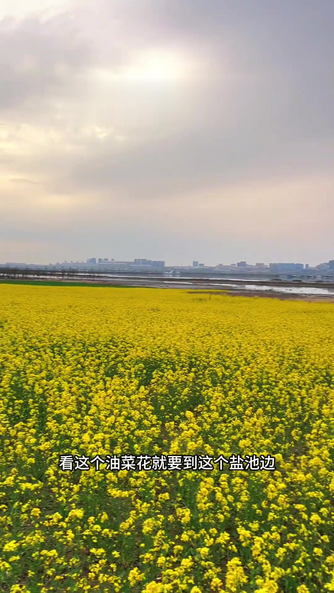 运城盐池油菜花美,赏景勿摘路线已发
