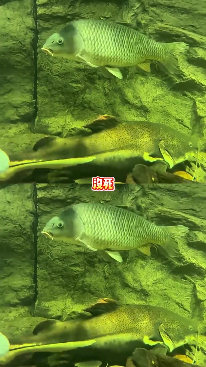 鱼界出了个天骄 刀疤鲤 刀疤鲤 万万没想到 娱乐一夏