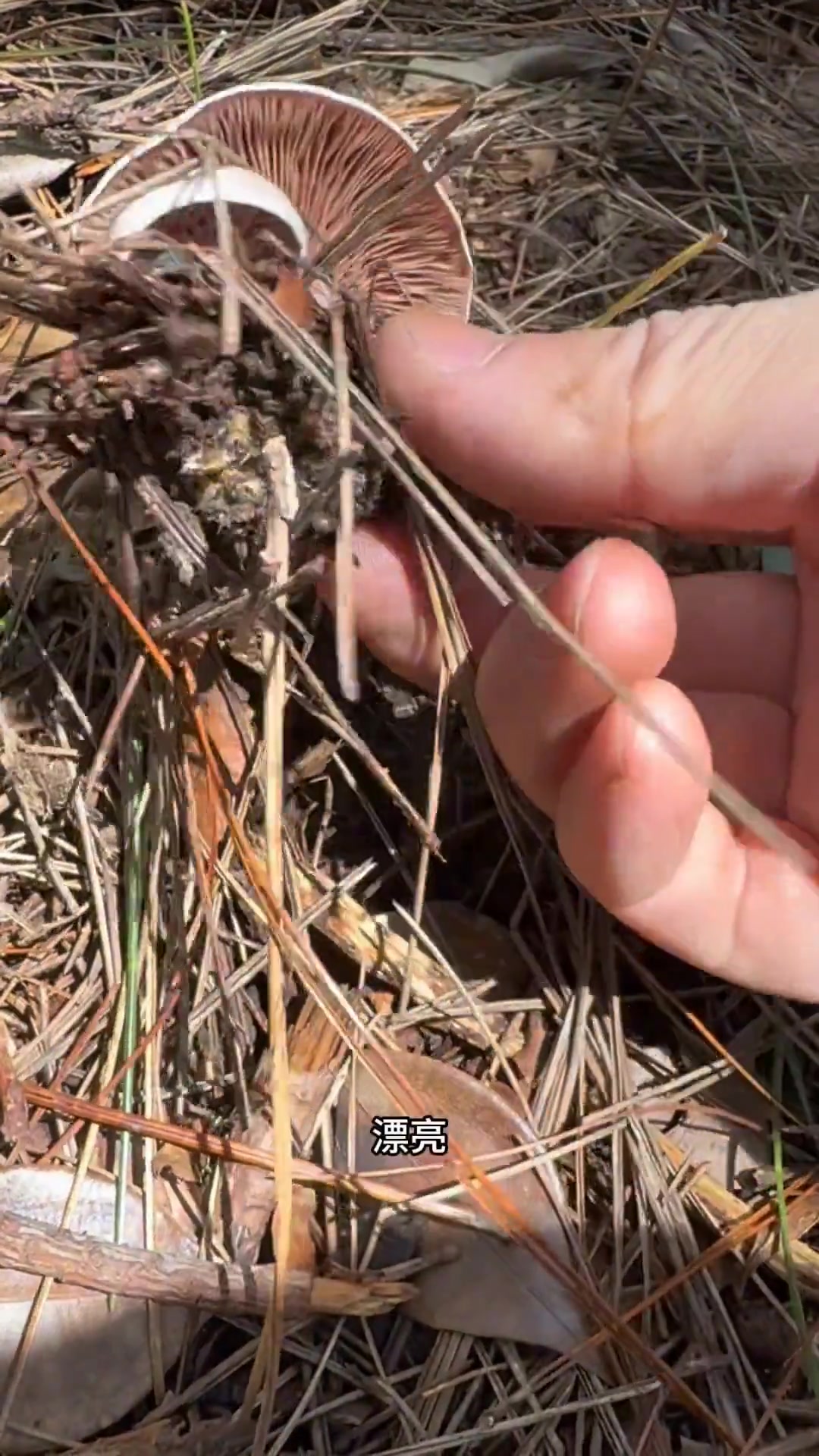 上山去松树林捡菌子,竟捡到中华鹅膏菌满满一背篓