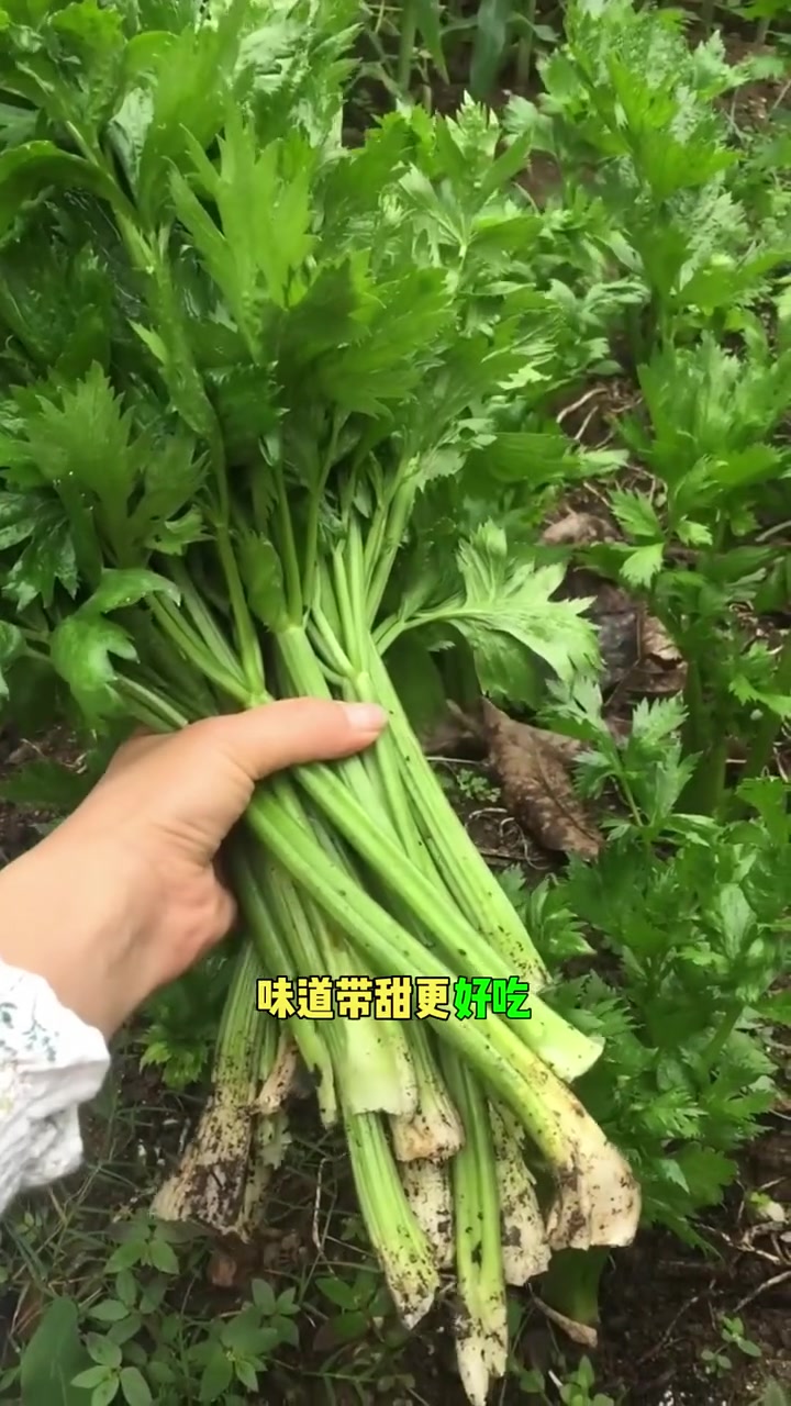 推荐几种适合秋天种的耐阴蔬菜