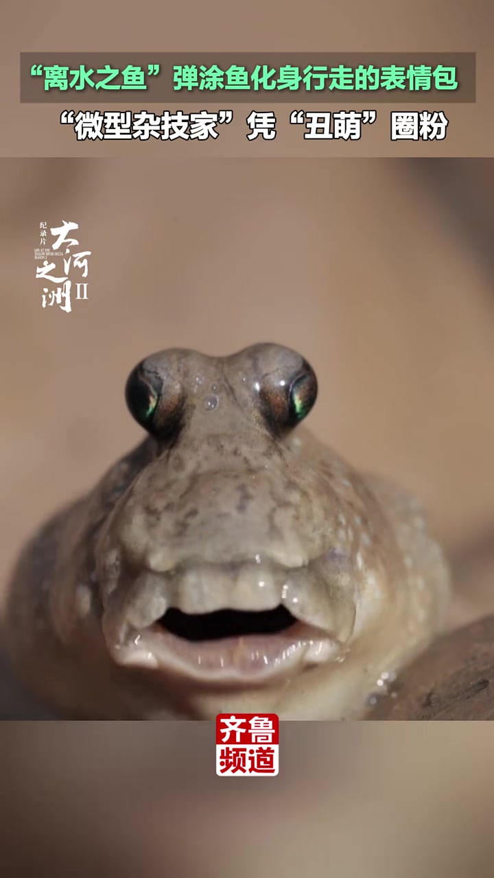 “离水之鱼”弹涂鱼化身行走的表情包,“微型杂技家”凭“丑萌”圈粉