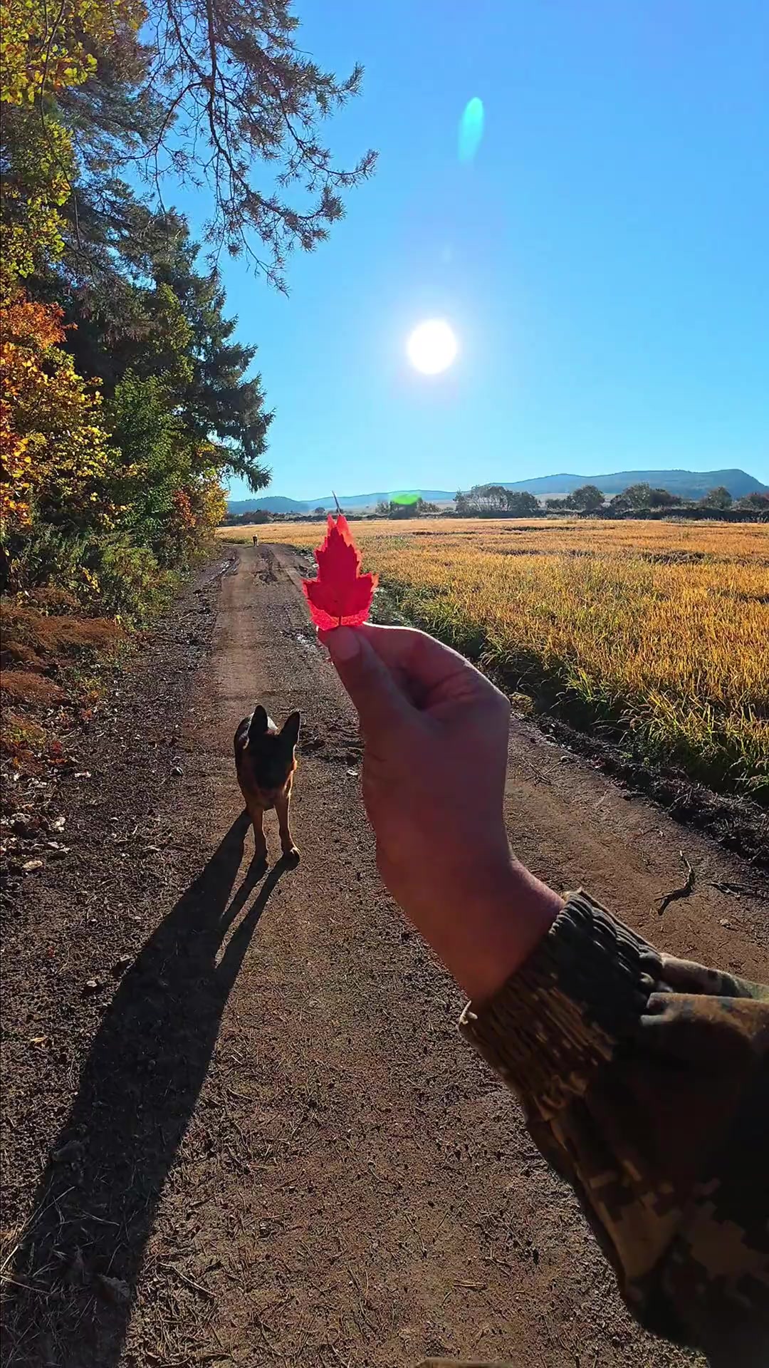 清晨农家日常:喂鸡鸭鹅猪,遛猎豹,赏秋景超有趣!