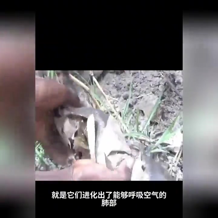 科普:在土里生活的一种鱼,这是肺鱼!