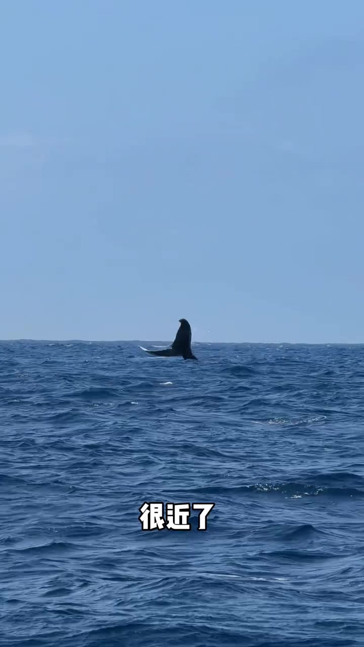 带女儿来悉尼追鲸鱼啦