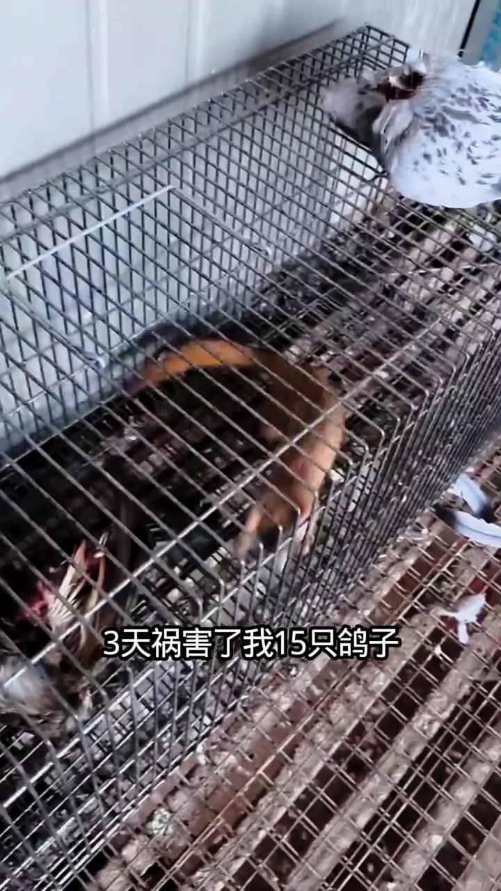 三天吃了我十五只鸽子！这笼子里的家伙竟把鸽子吃了