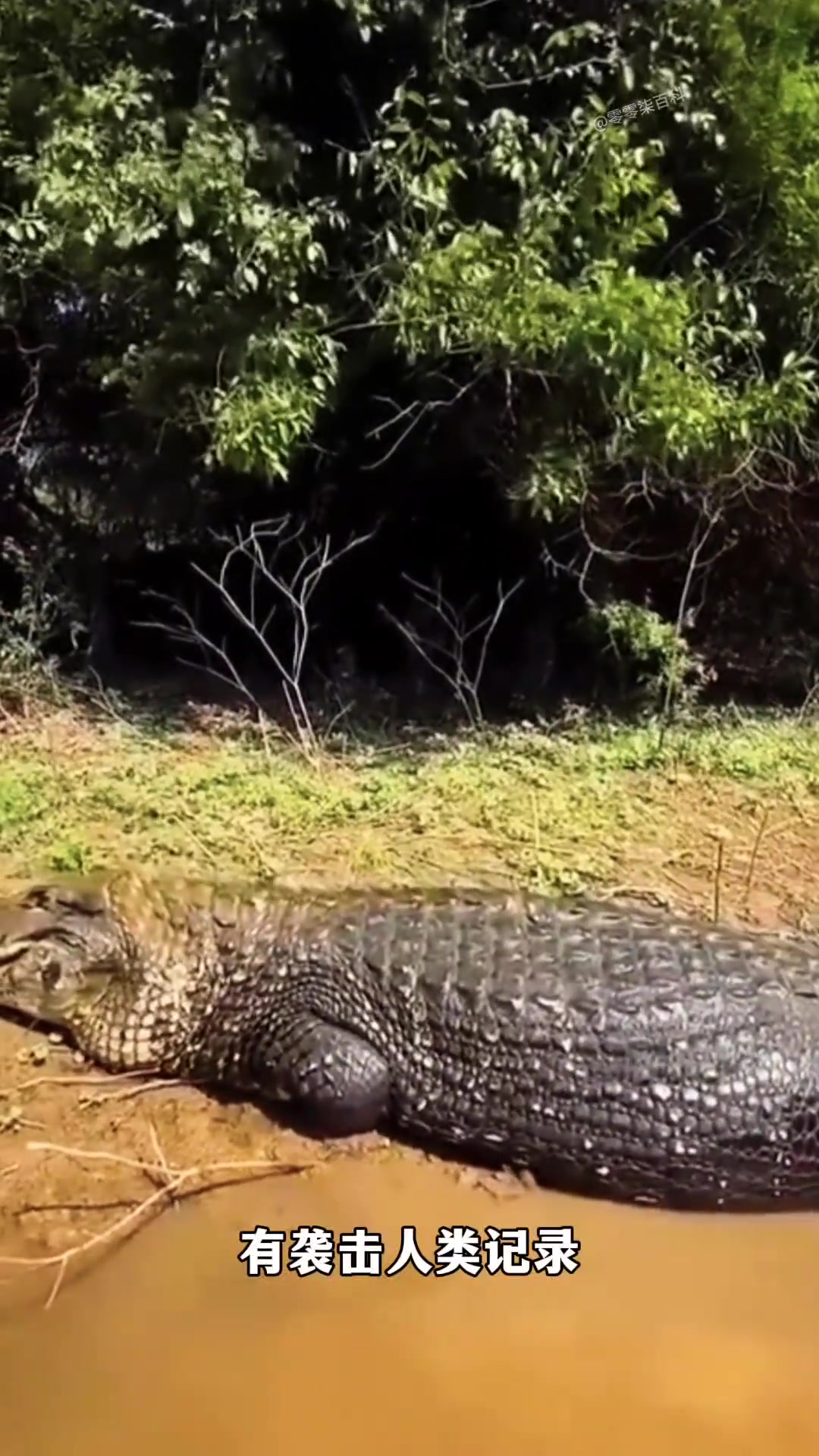 鳄了么已送到!带你认识不同种类的鳄鱼
