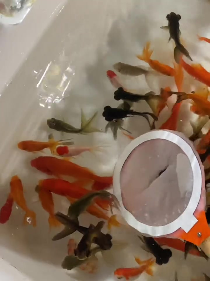 今天玩纸上捞鱼,看可以捞多少只小金鱼!