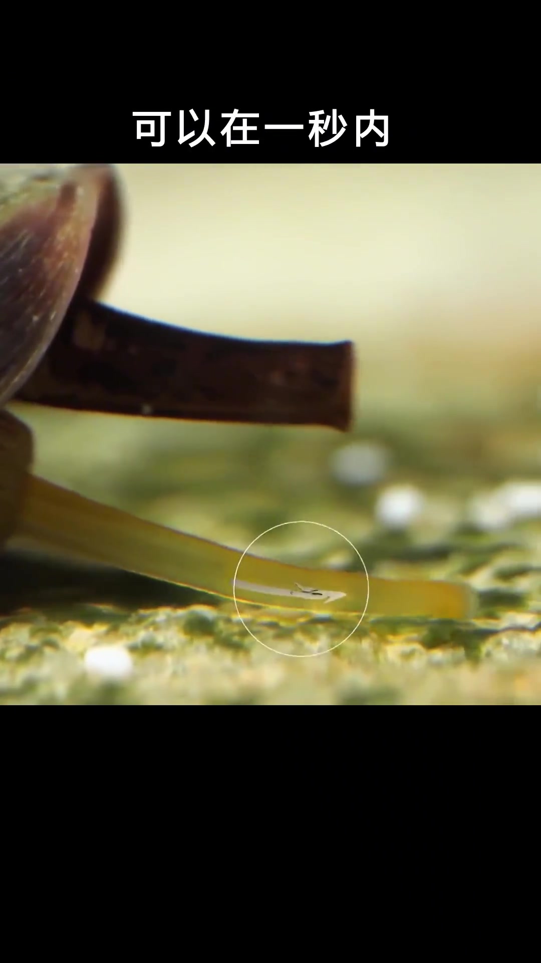 你知道海螺竟然能在一秒钟内杀人吗?