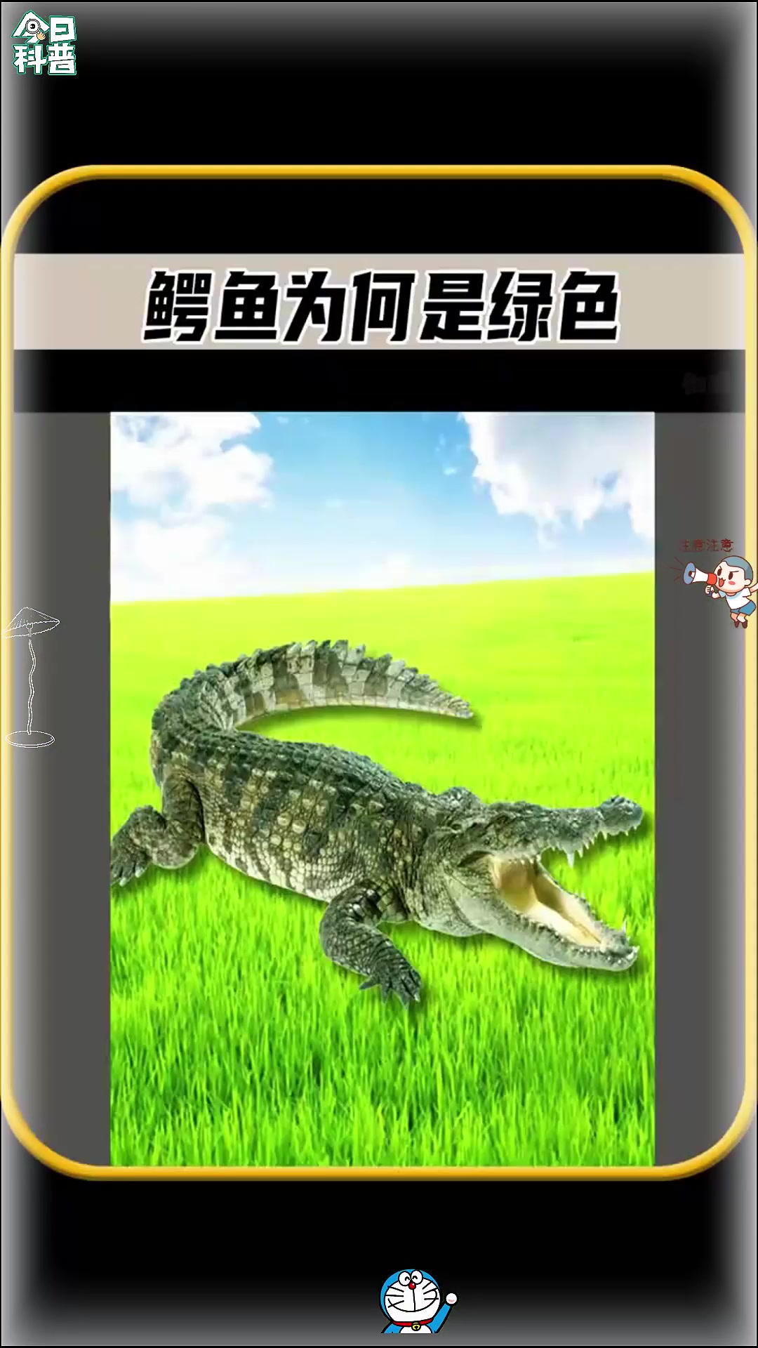 注意看，你知道鳄鱼为什么，都是绿色的吗