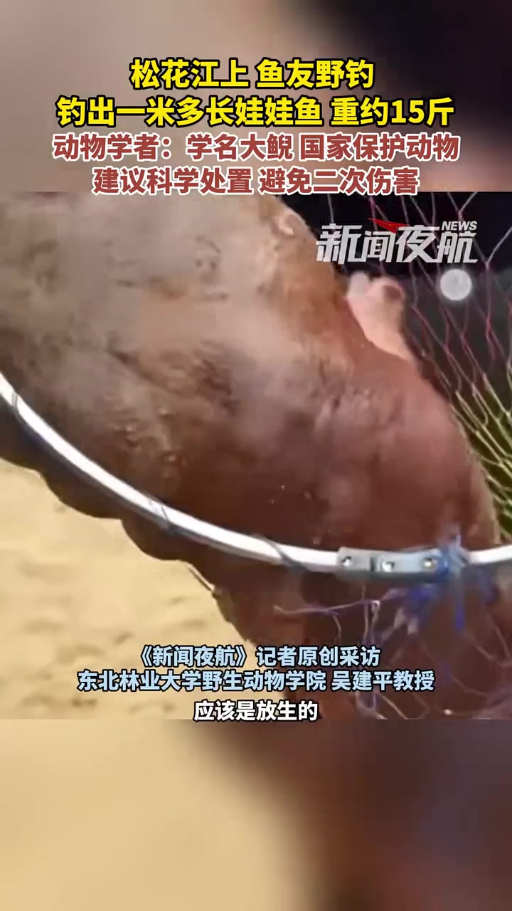 10月6日(发布),黑龙江哈尔滨。松花江上,鱼友野钓,钓出一米多长娃娃鱼,重约15斤。动物
