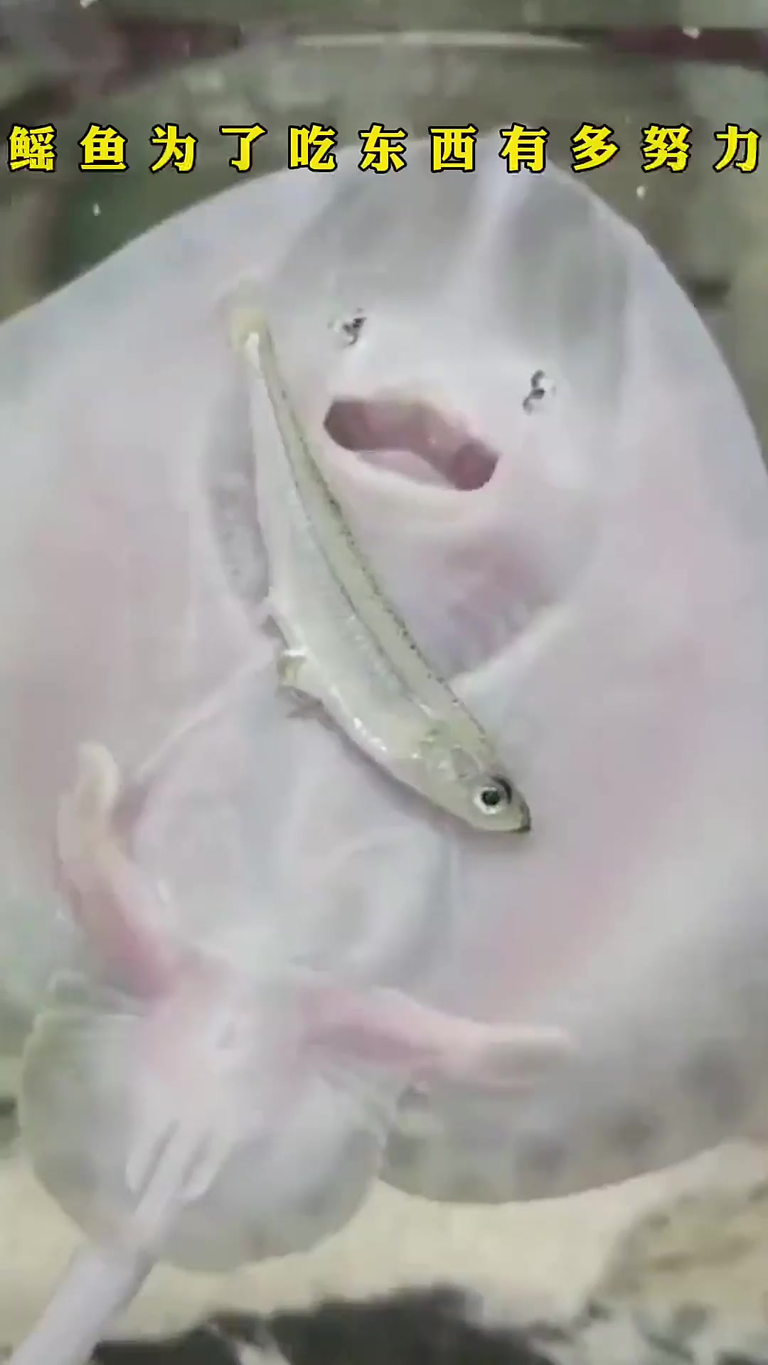 鳐鱼被挠痒痒“大笑”，表情似人引争议！