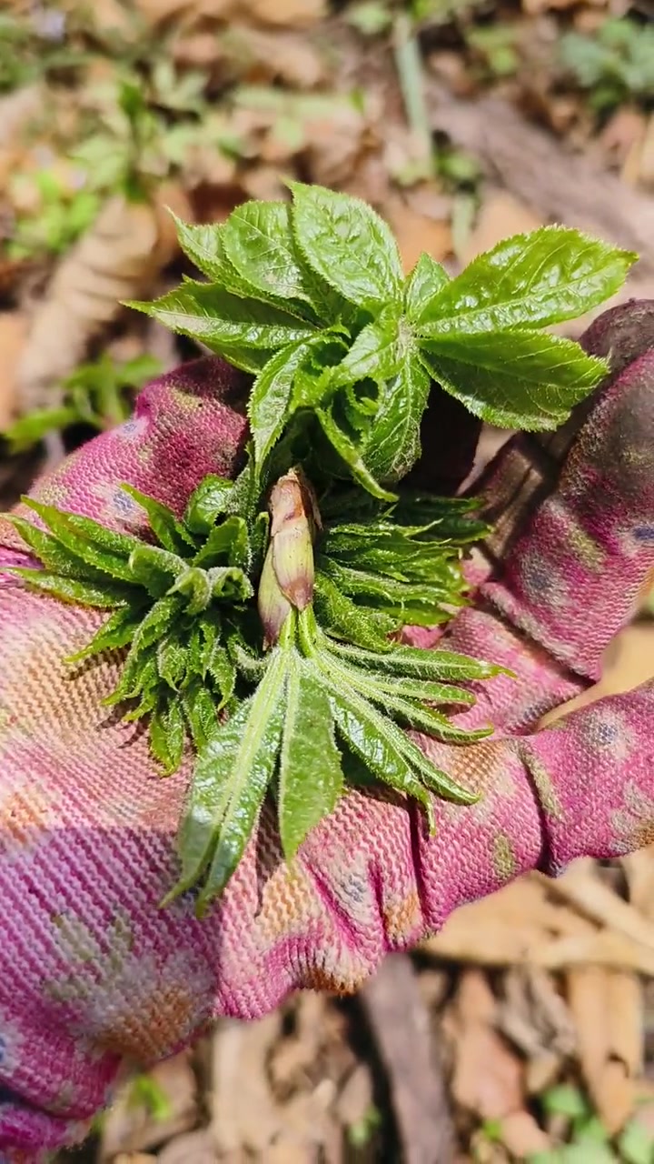 东北十种最美味野菜