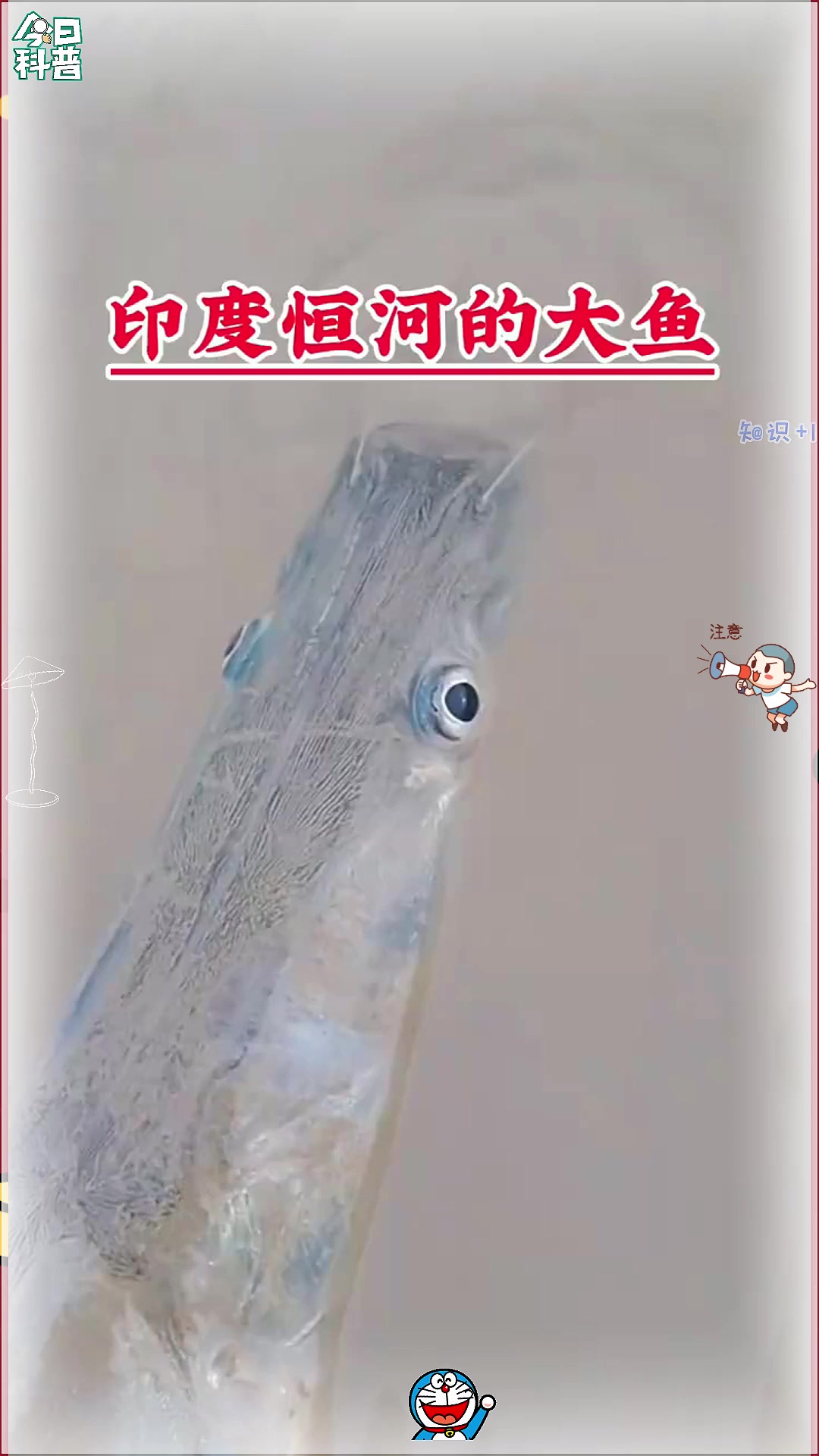 印度恒河中的大鱼