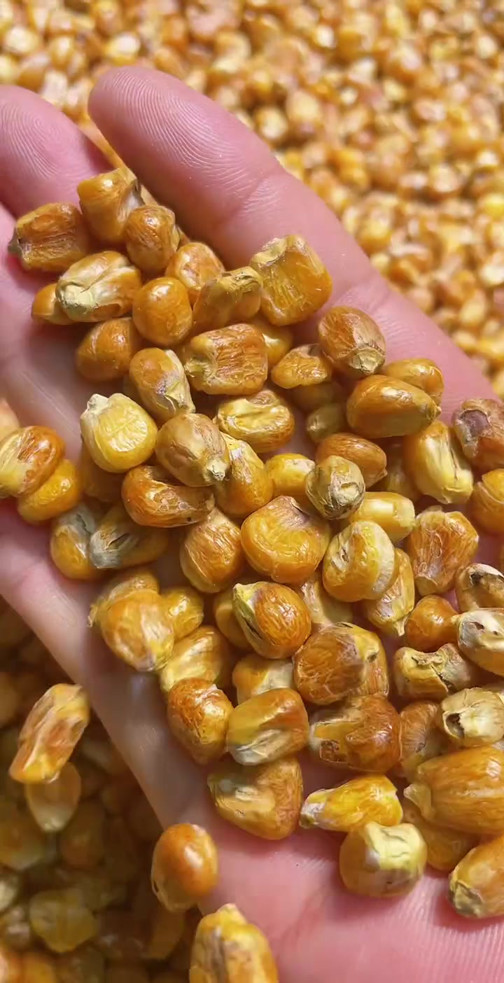 糯玉米沙子炒哑巴豆爆米花 嘎嘣脆