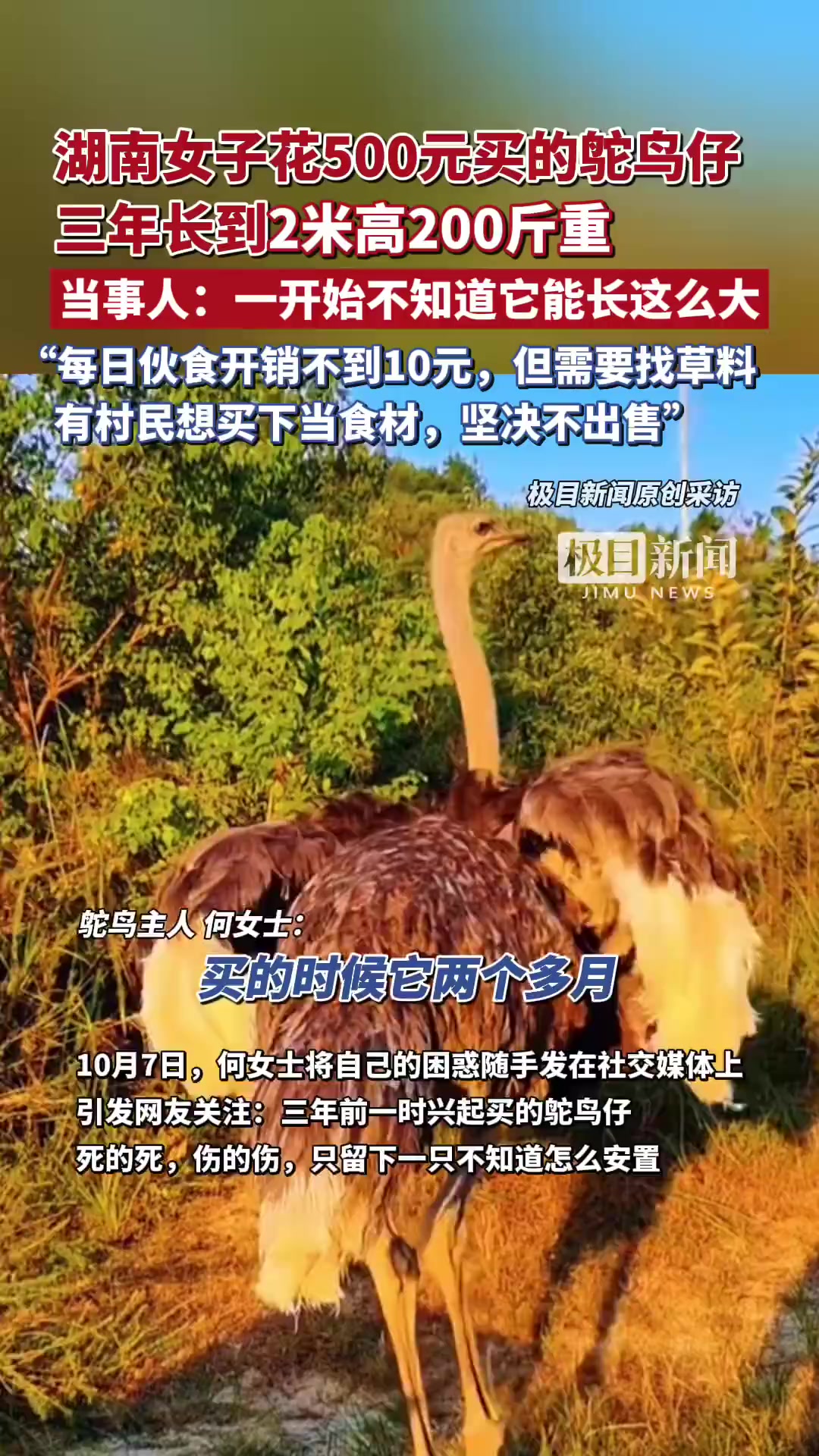 「湖南女主人养鸵鸟仔三年长到2米高200斤,不知如何安置:开始不知道能长这么大」养鸵鸟女子