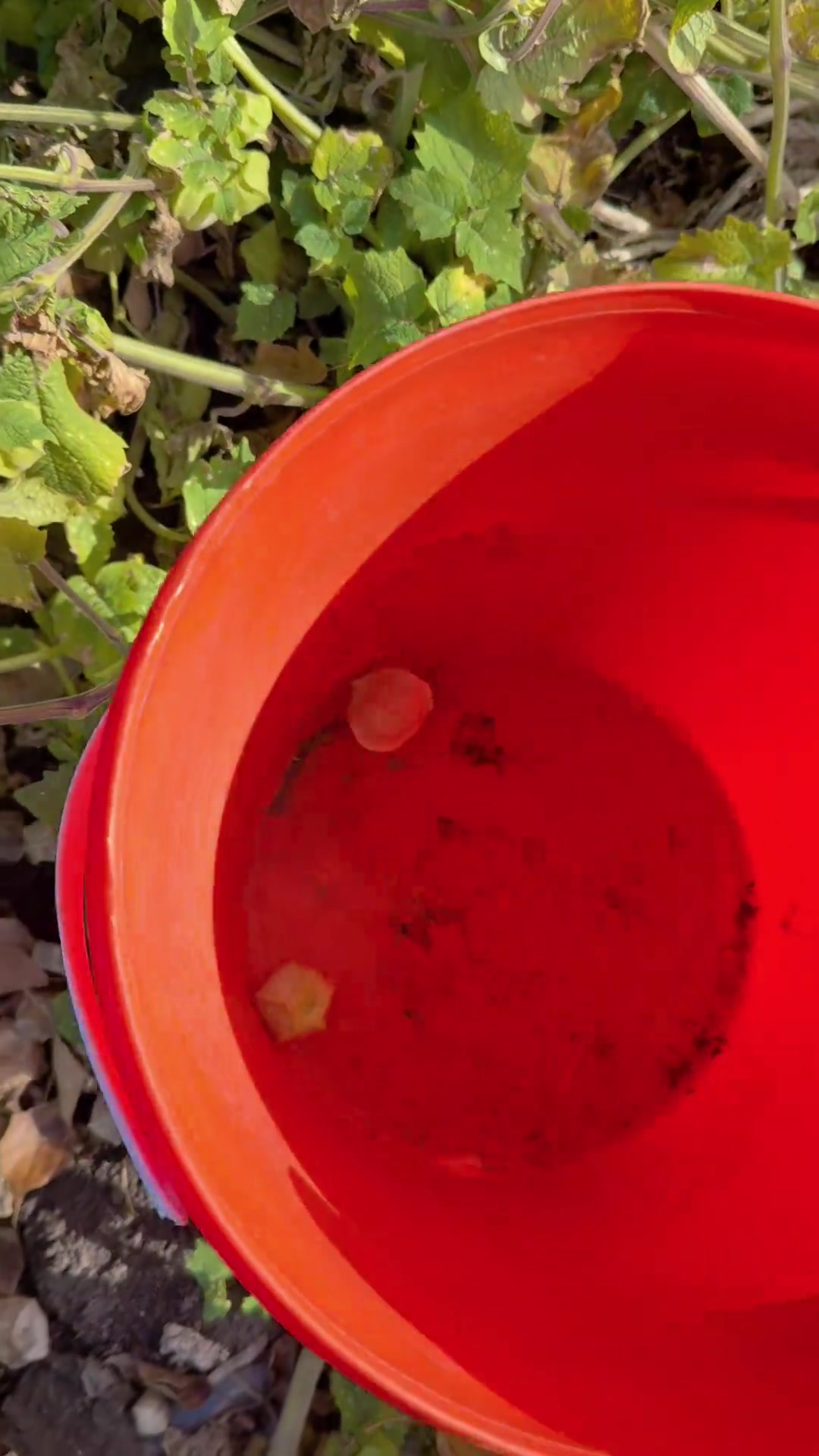 一个地方一个叫法!记录真实日常生活 涨知识 @专吃香菜