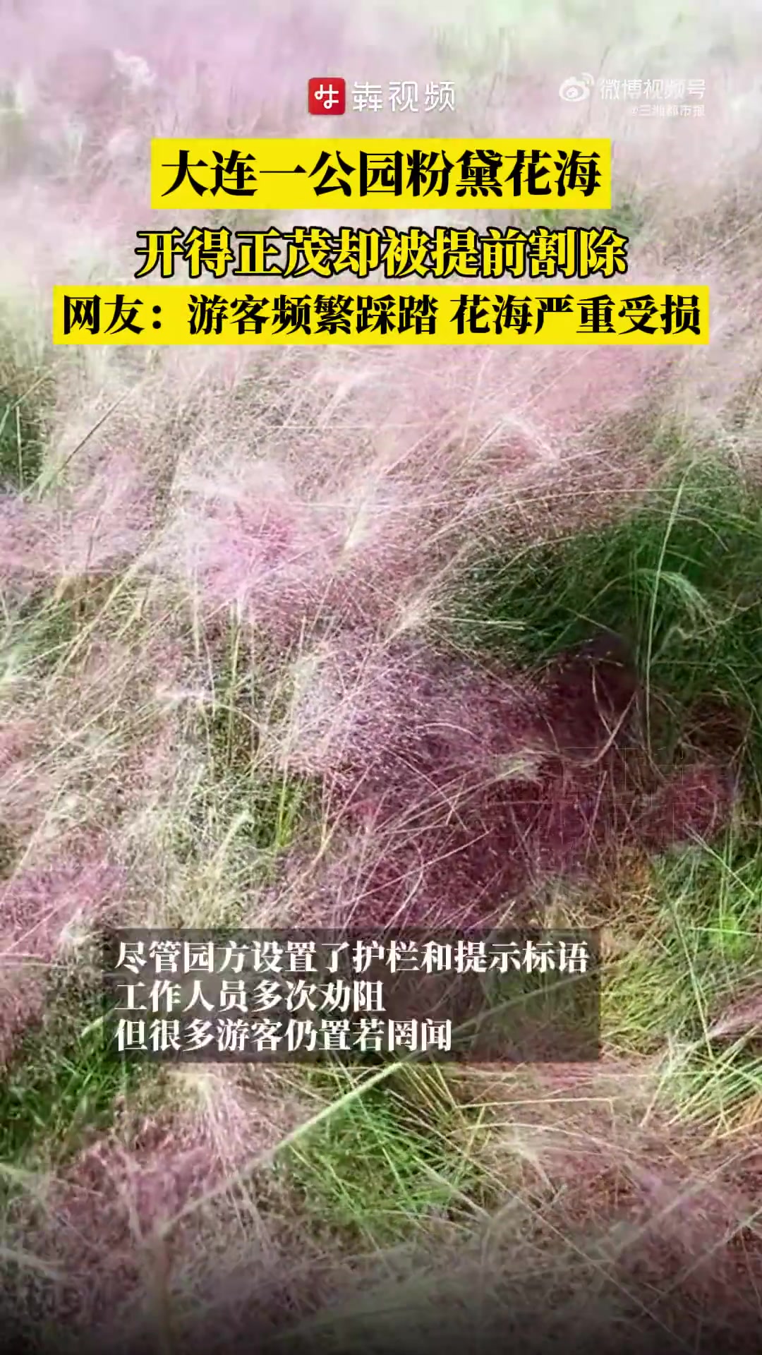 辽宁大连金石滩白鲸公园粉黛乱子草花海目前正在盛花期,但因游客的频繁踩踏打卡,导致花海严重受