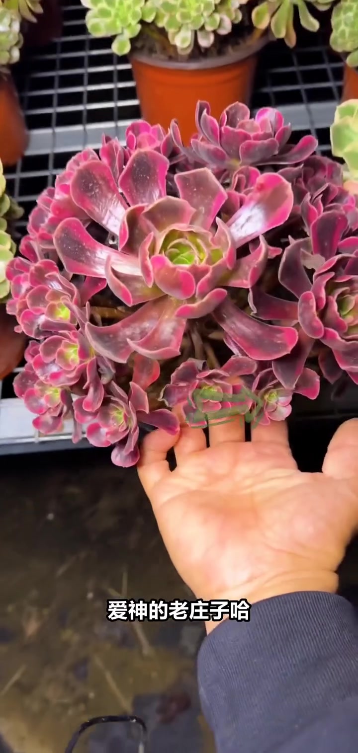 直播间特惠:爱神风花型美丽,快来选购!