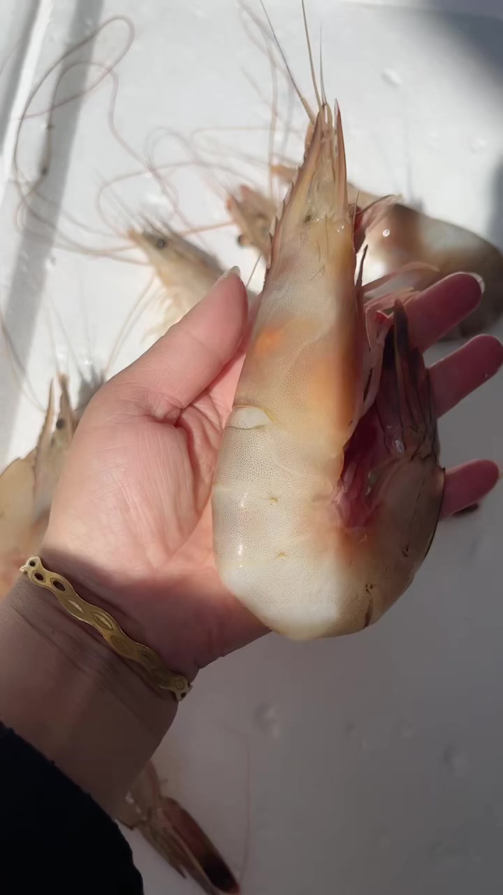 渤海湾大对虾,一斤六到八头