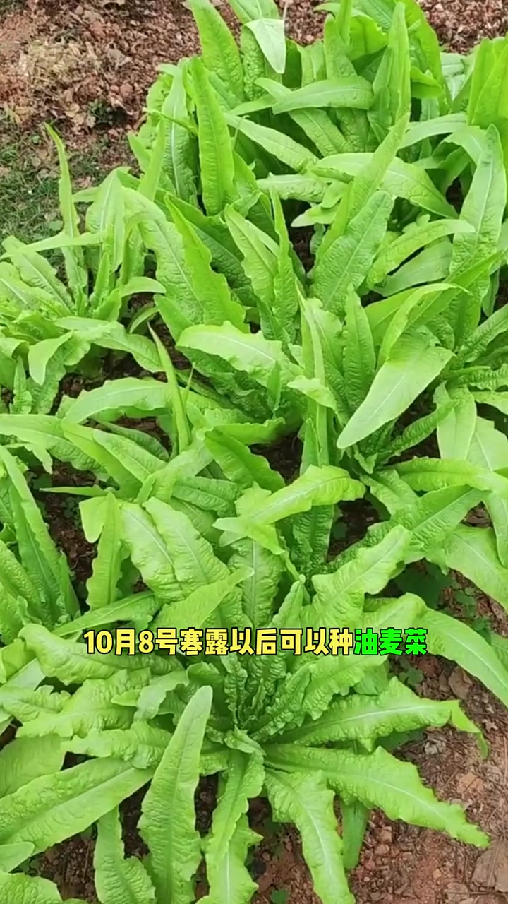 中秋节以后可以种什么菜
