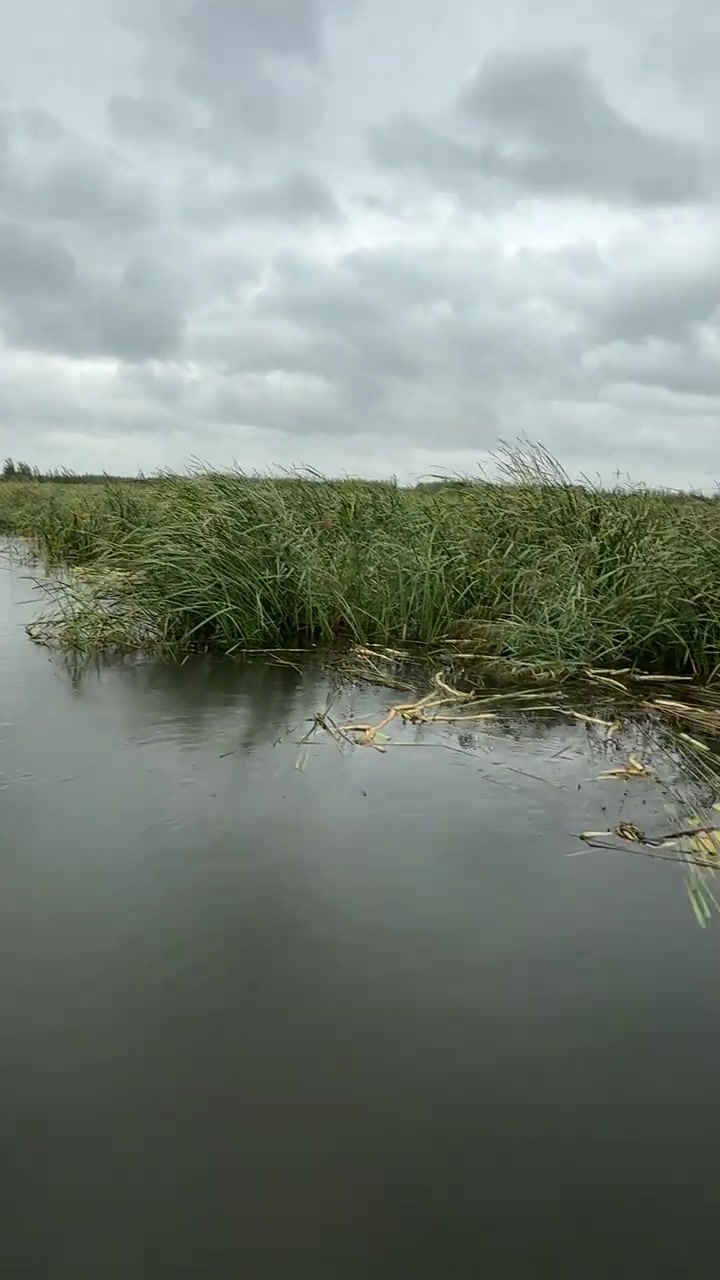 微山湖的雨一会停一会下，雨中又逮大草鱼！