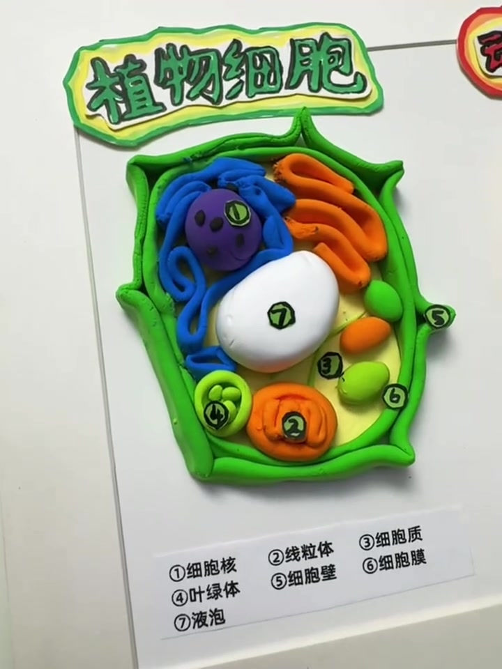 感谢我亲女儿让我有机会玩了一晚粘土 全国的七年级的爹妈是不是都在加班加点赶手工作业呢  d