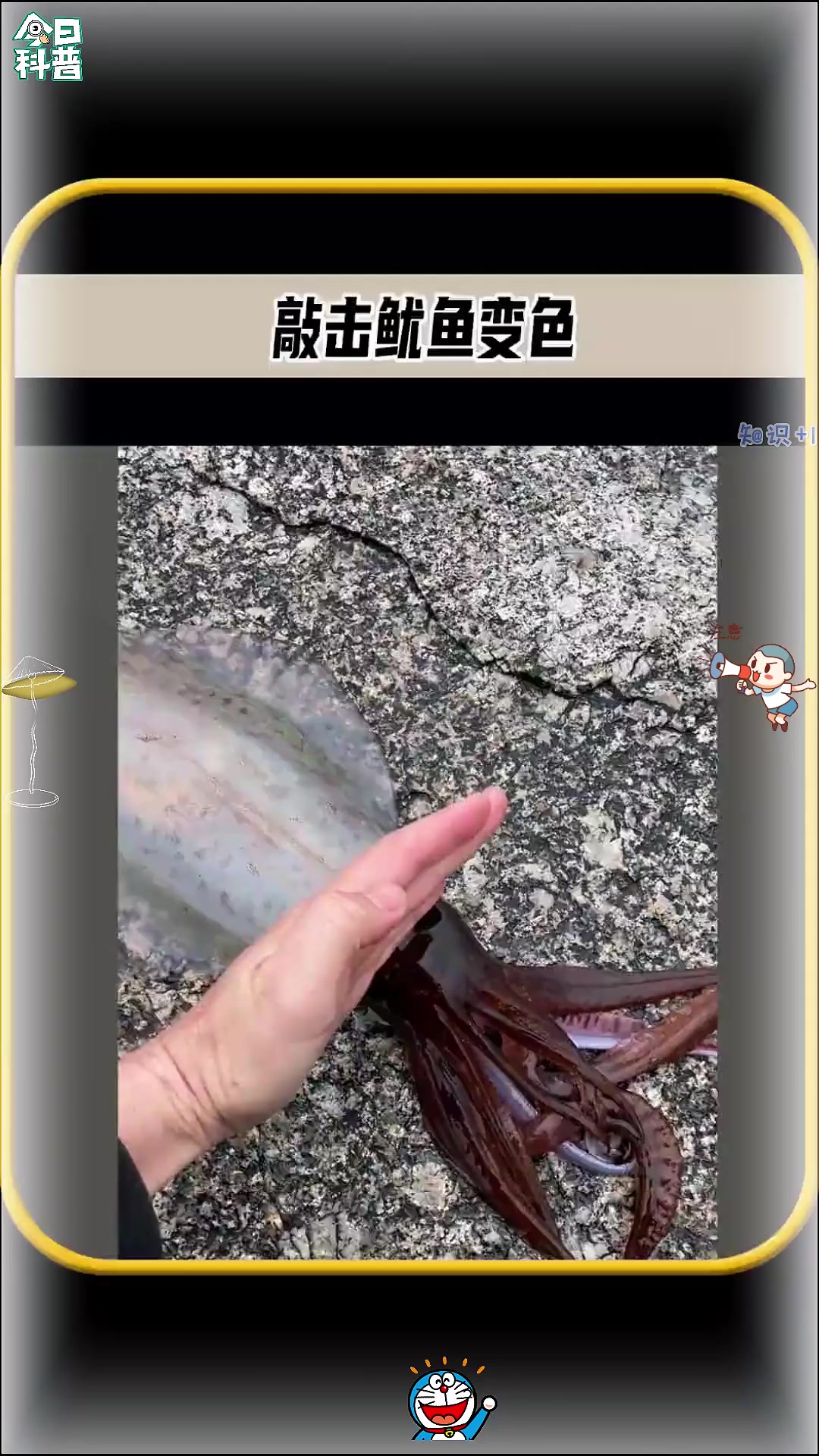 敲击鱿鱼脊柱的时候,鱿鱼的身体瞬间变成了白色这是为什么?