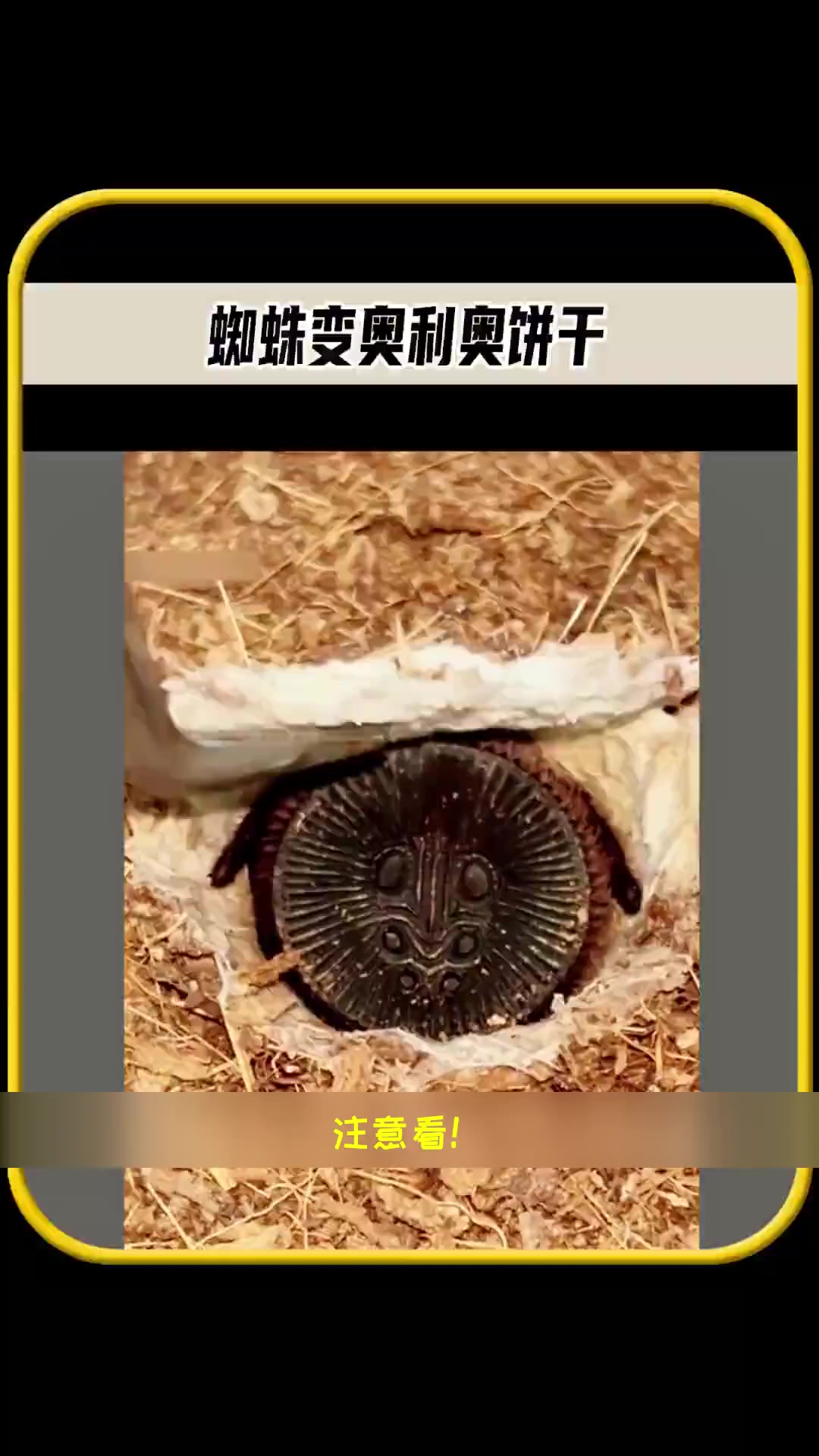 奥利奥饼干竟是蜘蛛伪装的!