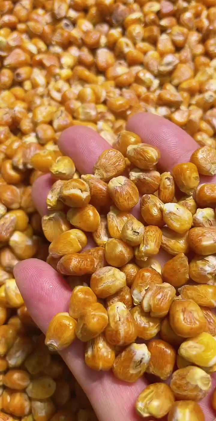 哑巴豆爆米花 嘎嘣脆 糯玉米烀完沙子炒