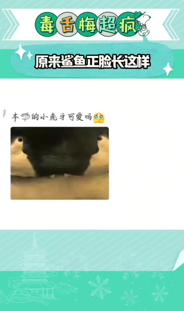 原来鲨鱼正脸长这样