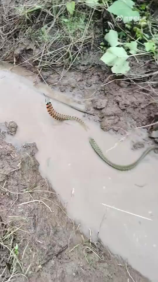 「村民挖水沟发现一窝尖头毒蛇,专家:系本地红脖颈槽蛇,毒性弱咬伤概率低」专家回应村民挖水沟