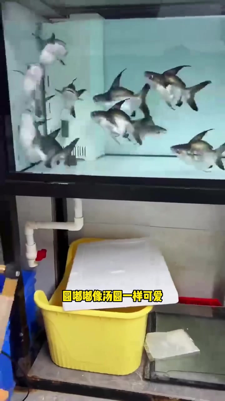 球鲨鱼 水族 观赏鱼
