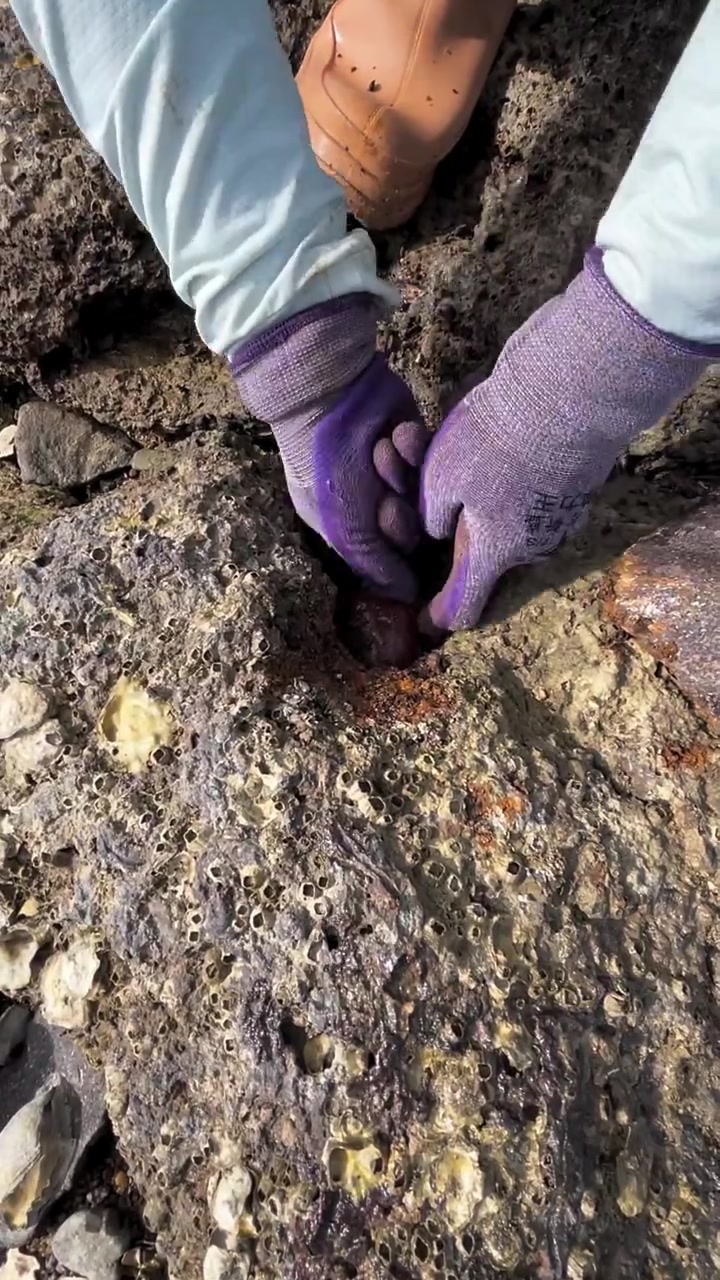 真实赶海抓面包蟹，太过瘾了