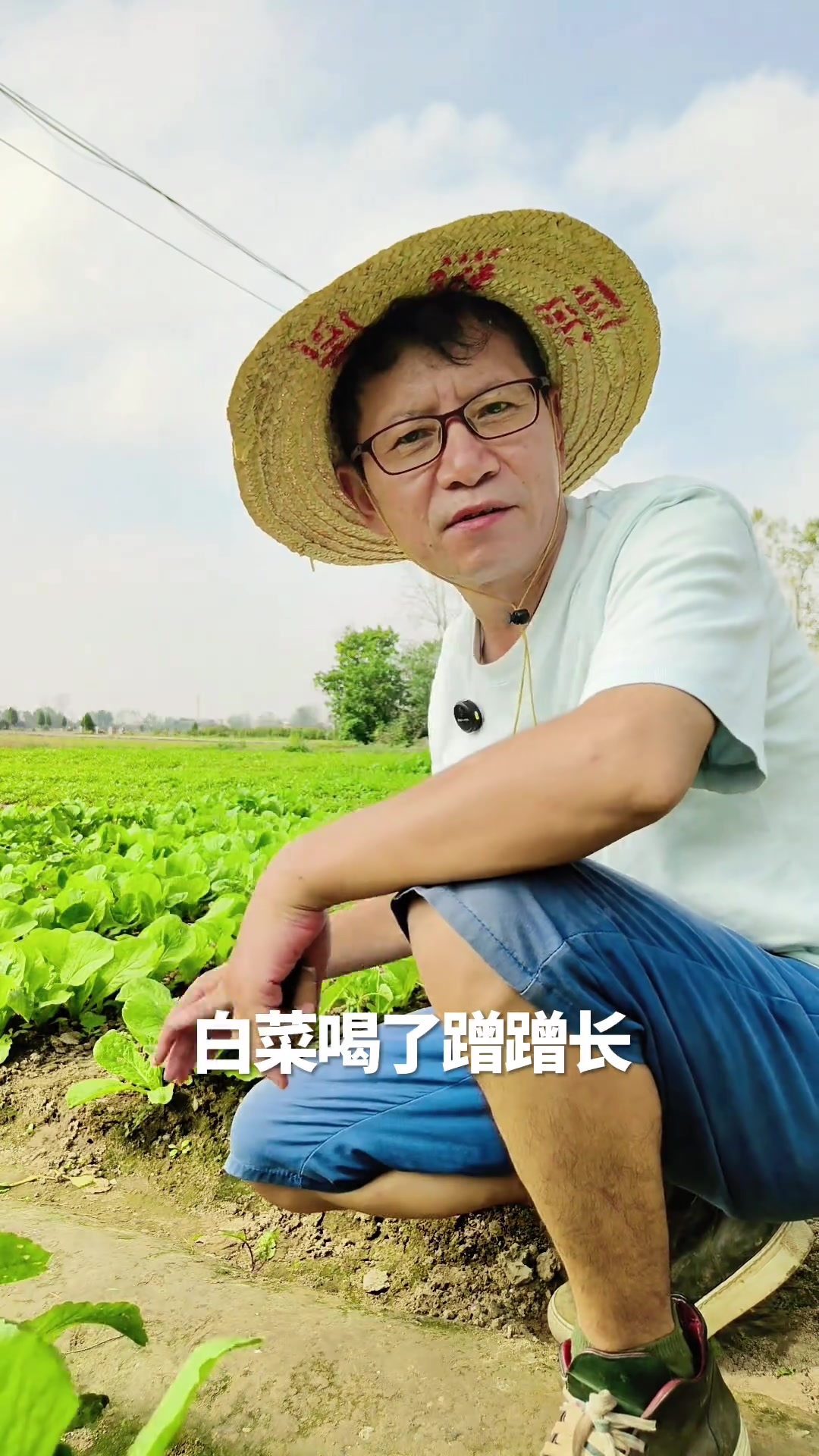 叶菜爱氮,果菜喜钾,搞懂这句,种菜不再花冤枉钱!