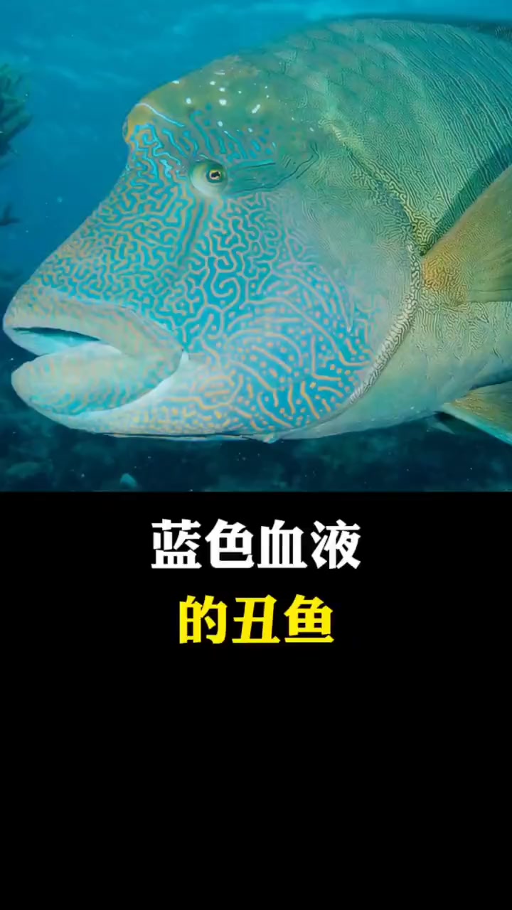 蓝色血液的波纹纯鱼,努力进化躲不过被吃的命运!