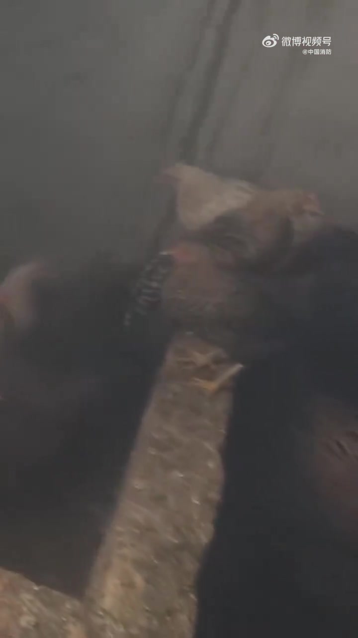 民房起火，屋内鸡群被困，情况危急！及时赶到灭火救鸡，助鸡群逃过“烤鸡”劫。鸡群：谢谢阿消保